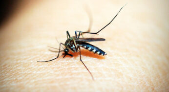 Dengue, síntomas y causas; diagnóstico y tratamiento